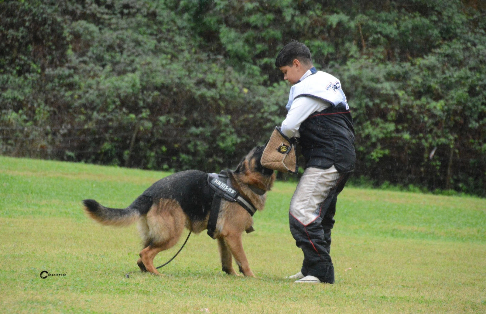 Fotografía de entrenamiento deportivo con Pastor Alemán, diferente de las actividades infantiles propuestas